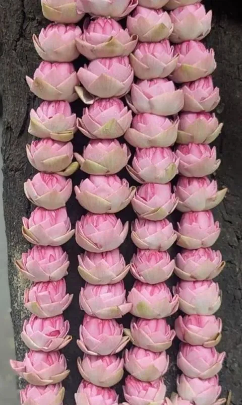 இளஞ்சிவப்புத் தாமரை மாலை